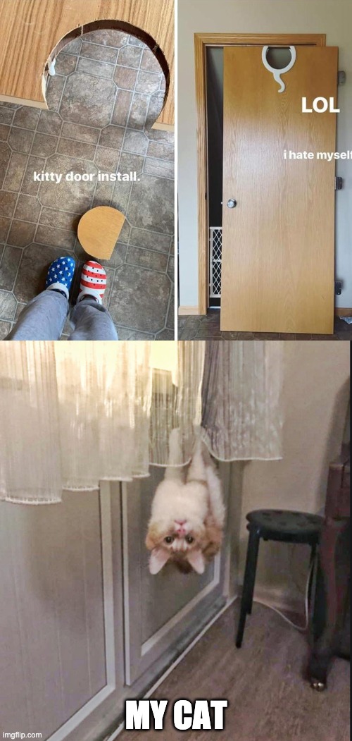 Spider Cat | MY CAT | image tagged in spiderman,cat,door | made w/ Imgflip meme maker
