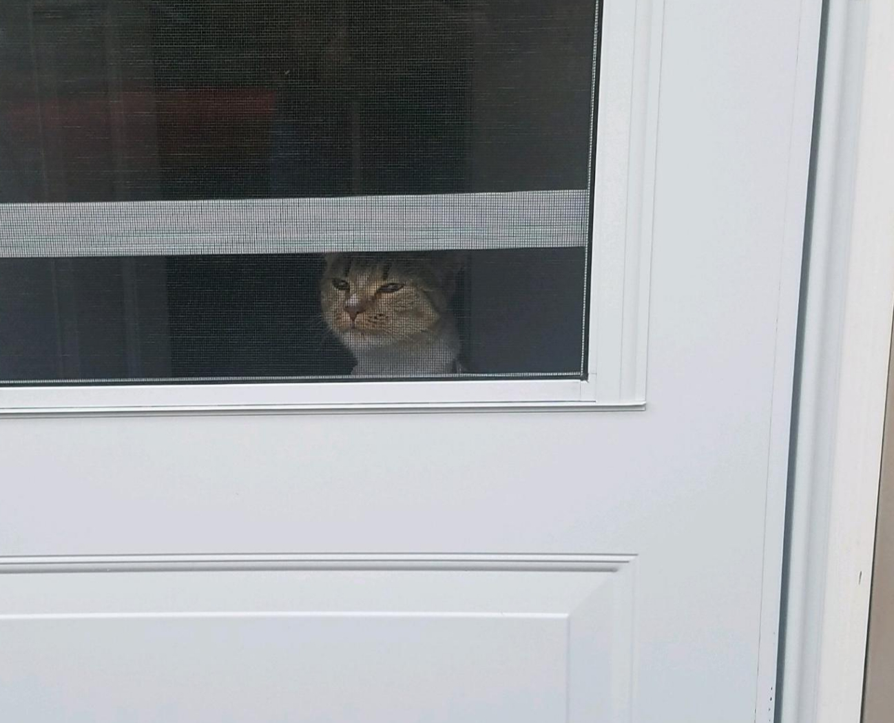 Cat looking out windo Blank Meme Template