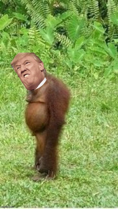 Sad orangutan | image tagged in sad orangutan | made w/ Imgflip meme maker