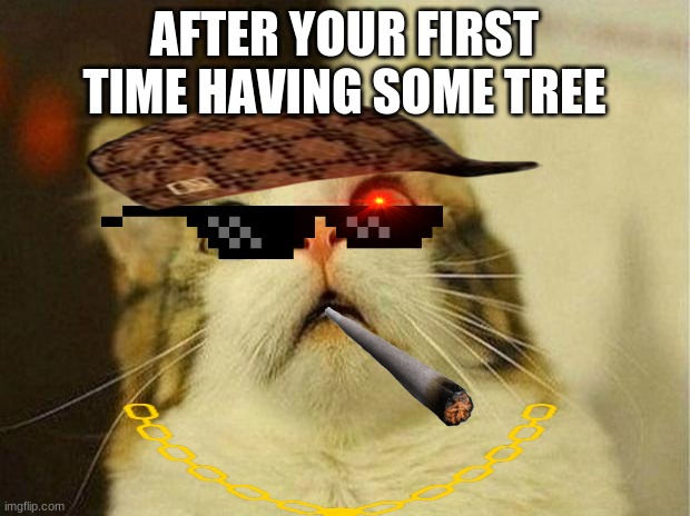 Scared Cat | AFTER YOUR FIRST TIME HAVING SOME TREE | image tagged in memes,scared cat | made w/ Imgflip meme maker