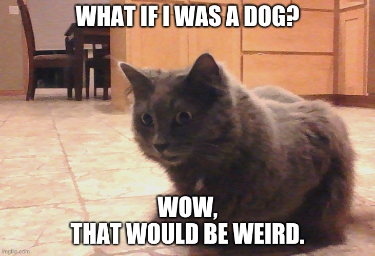 Deep thought cat. | WHAT IF I WAS A DOG? WOW,
THAT WOULD BE WEIRD. | image tagged in deep thought cat | made w/ Imgflip meme maker