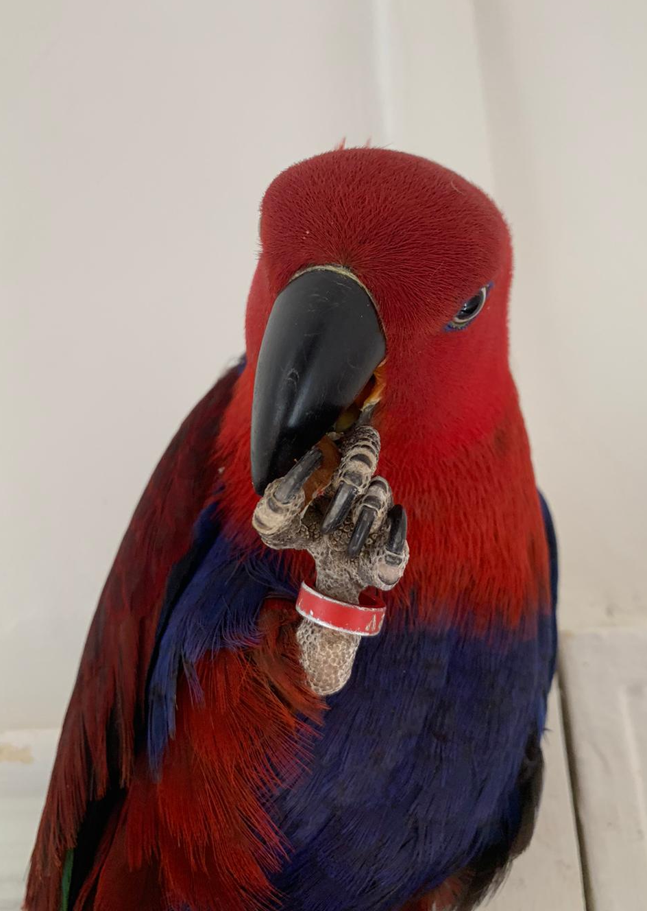 It’s my feckin almond! Blank Meme Template