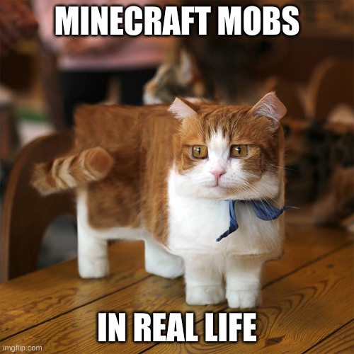 Minecraft in real life. | MINECRAFT MOBS; IN REAL LIFE | image tagged in minecraft | made w/ Imgflip meme maker