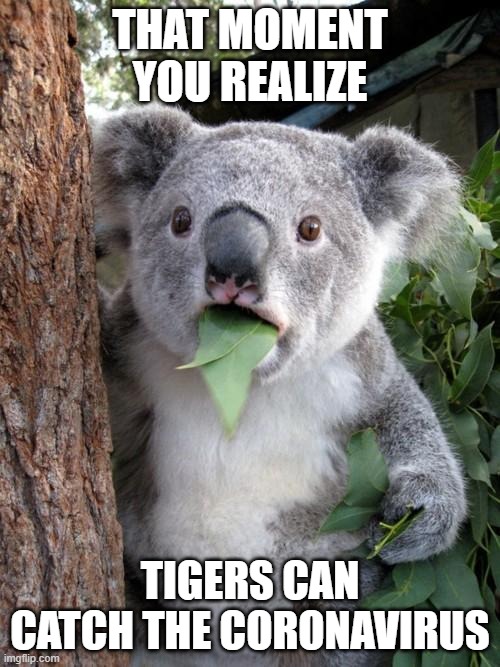 Just when you thought you were safe... | THAT MOMENT YOU REALIZE; TIGERS CAN CATCH THE CORONAVIRUS | image tagged in memes,surprised koala | made w/ Imgflip meme maker