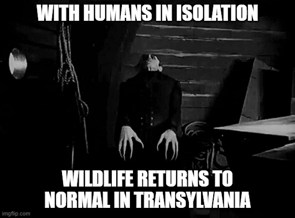 With humans in isolation | WITH HUMANS IN ISOLATION; WILDLIFE RETURNS TO NORMAL IN TRANSYLVANIA | image tagged in isolation | made w/ Imgflip meme maker