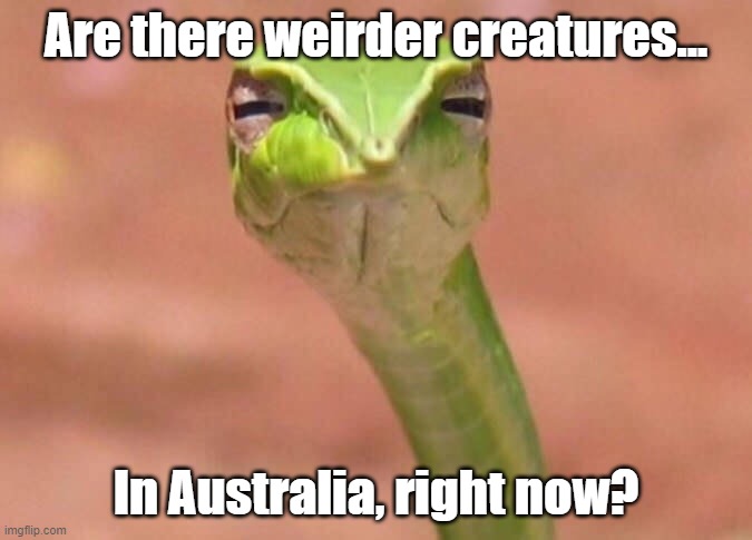 Skeptical snake |  Are there weirder creatures... In Australia, right now? | image tagged in skeptical snake | made w/ Imgflip meme maker