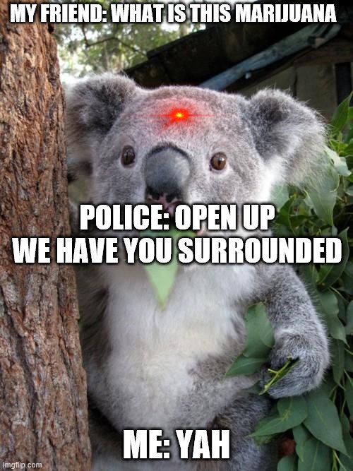 Surprised Koala Meme | MY FRIEND: WHAT IS THIS MARIJUANA; POLICE: OPEN UP WE HAVE YOU SURROUNDED; ME: YAH | image tagged in memes,surprised koala | made w/ Imgflip meme maker