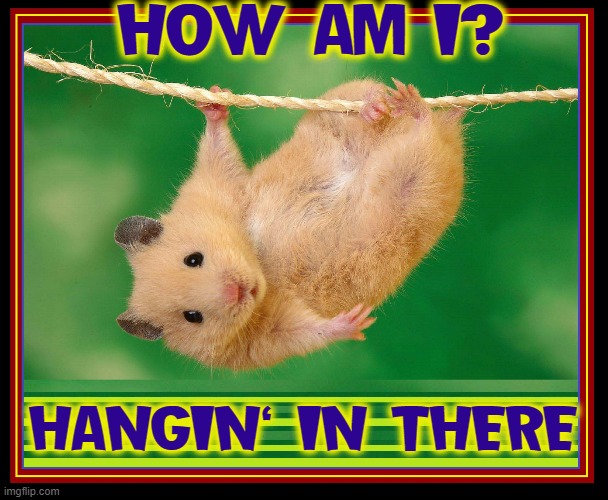 Anyone Inquiring about your Health?  I send em' this... | HOW AM I? HANGIN' IN THERE | image tagged in vince vance,hamster,gerbil,hang in there,quarantine,new memes | made w/ Imgflip meme maker