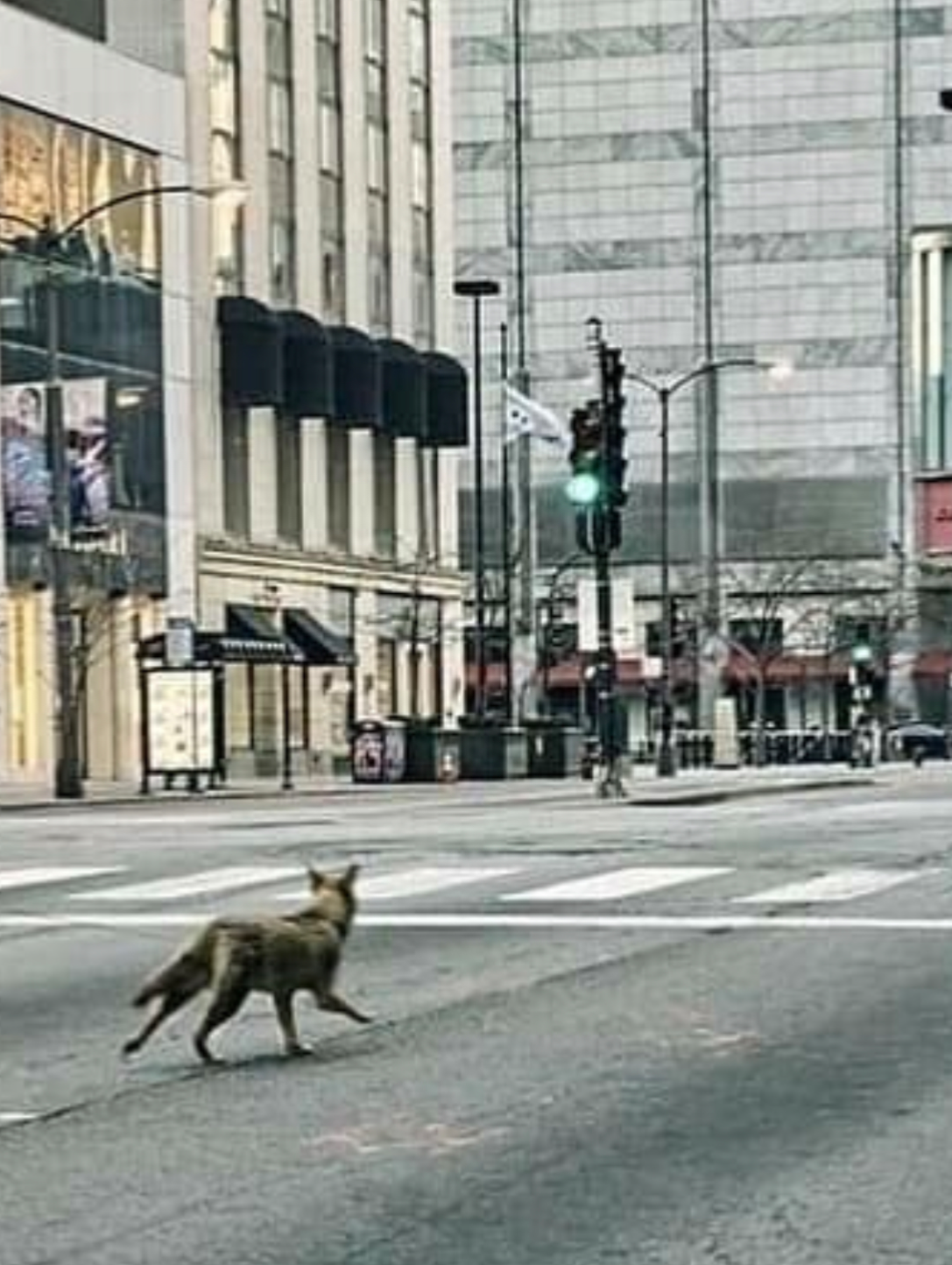 Coyote on Michigan Ave Blank Meme Template