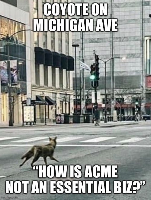Coyote on Michigan Ave | COYOTE ON MICHIGAN AVE; “HOW IS ACME NOT AN ESSENTIAL BIZ?” | image tagged in coyote on michigan ave | made w/ Imgflip meme maker