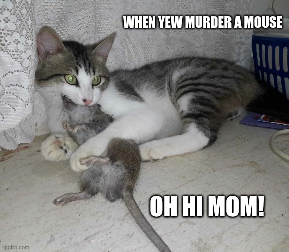 cat mouse gift | WHEN YEW MURDER A MOUSE; OH HI MOM! | image tagged in cat mouse gift | made w/ Imgflip meme maker