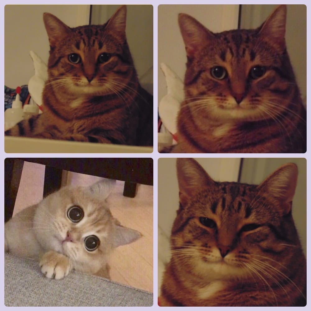 High Quality Kind Cats Blank Meme Template