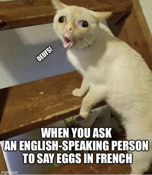 Say eggs in French | OEUFS! WHEN YOU ASK 
AN ENGLISH-SPEAKING PERSON 
TO SAY EGGS IN FRENCH | image tagged in cat cough,cats,memes,funny,french,translation | made w/ Imgflip meme maker