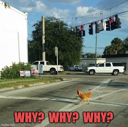 WHY?  WHY?  WHY? | image tagged in why the chicken cross the road | made w/ Imgflip meme maker