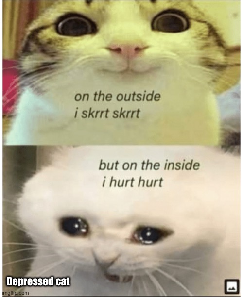 true | Depressed cat | image tagged in true | made w/ Imgflip meme maker