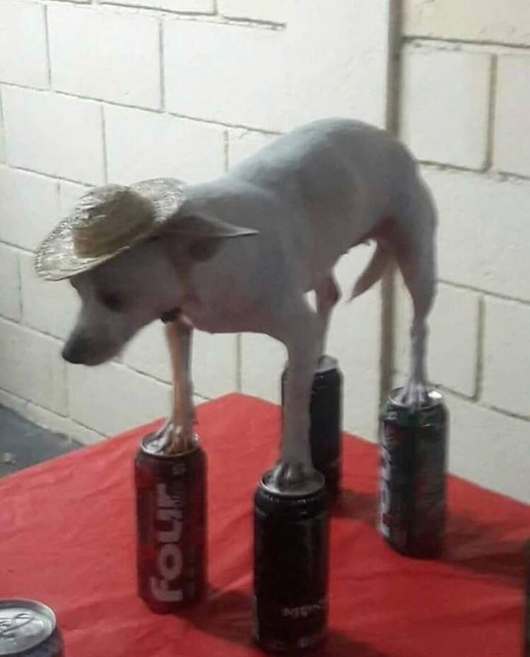 High Quality Dog Cans Balancing Blank Meme Template