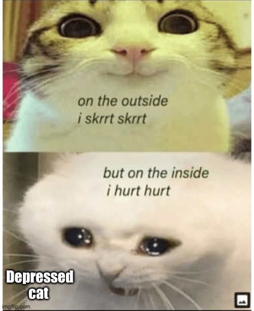 true | Depressed cat | image tagged in true | made w/ Imgflip meme maker
