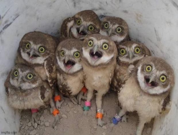 Excited Owls | image tagged in excited owls | made w/ Imgflip meme maker