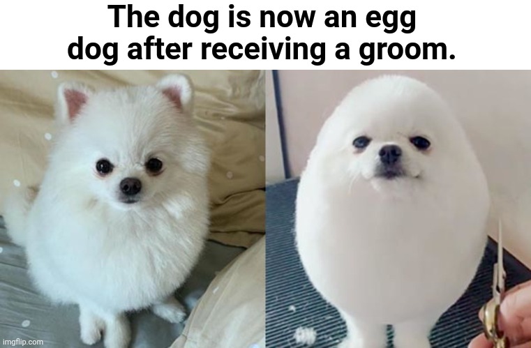 The dog being groomed into an egg dog | The dog is now an egg dog after receiving a groom. | image tagged in eggs,egg,dogs,dog,funny,memes | made w/ Imgflip meme maker