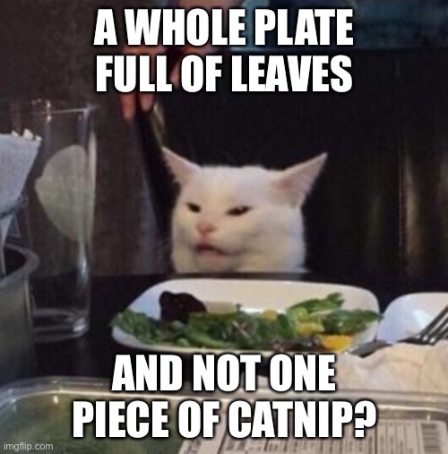 Annoyed White Cat | A WHOLE PLATE FULL OF LEAVES AND NOT ONE PIECE OF CATNIP? | image tagged in annoyed white cat | made w/ Imgflip meme maker