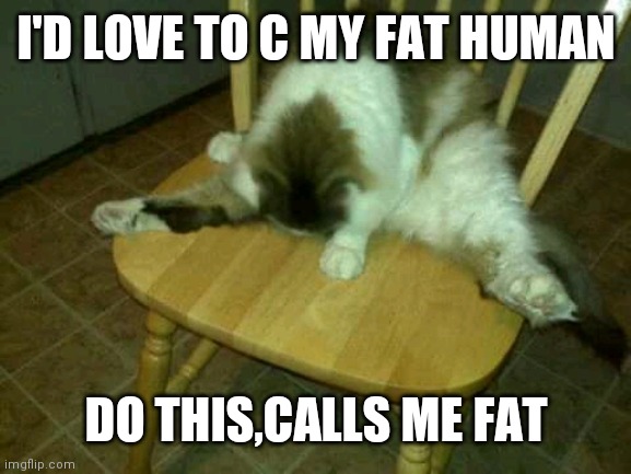 Matt Miller | I'D LOVE TO C MY FAT HUMAN; DO THIS,CALLS ME FAT | image tagged in matt miller | made w/ Imgflip meme maker