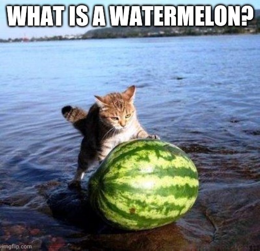 Argument invalid watermelon cat | WHAT IS A WATERMELON? | image tagged in argument invalid watermelon cat | made w/ Imgflip meme maker