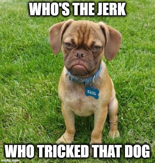 Grumpy Dog | WHO'S THE JERK WHO TRICKED THAT DOG | image tagged in grumpy dog | made w/ Imgflip meme maker