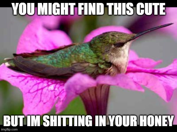 image tagged in hummingbird,cute bird,hummingbird sitting in flower | made w/ Imgflip meme maker