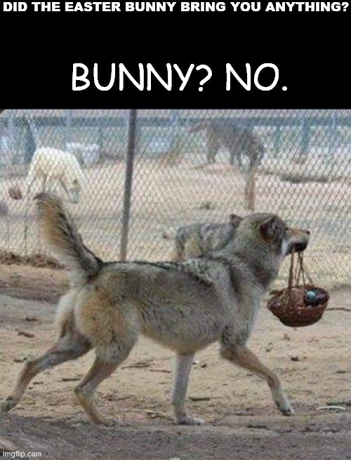 Easter | DID THE EASTER BUNNY BRING YOU ANYTHING? BUNNY? NO. | image tagged in funny | made w/ Imgflip meme maker