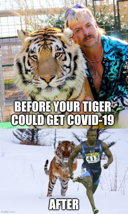 that's tough | BEFORE YOUR TIGER COULD GET COVID-19; AFTER | image tagged in covid-19,tiger | made w/ Imgflip meme maker