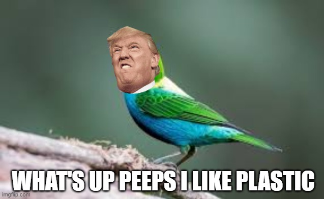 Donald Bird | WHAT'S UP PEEPS I LIKE PLASTIC | image tagged in think outside the box,i like turtles | made w/ Imgflip meme maker