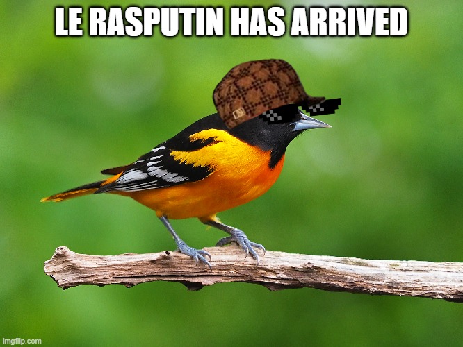 el birdo | LE RASPUTIN HAS ARRIVED | image tagged in big bird,thicc | made w/ Imgflip meme maker