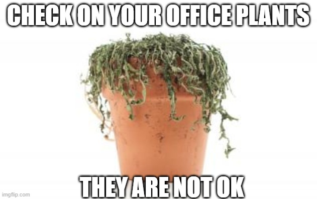 dead plant | CHECK ON YOUR OFFICE PLANTS; THEY ARE NOT OK | image tagged in dead plant | made w/ Imgflip meme maker
