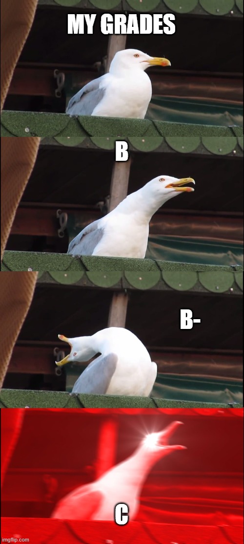 Inhaling Seagull Meme | MY GRADES; B; B-; C | image tagged in memes,inhaling seagull | made w/ Imgflip meme maker