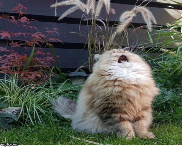 High Quality Singing Cat Blank Meme Template