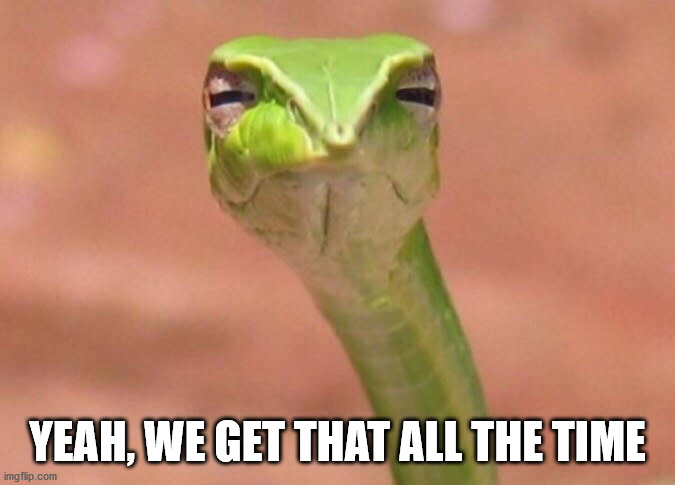 Skeptical snake | YEAH, WE GET THAT ALL THE TIME | image tagged in skeptical snake | made w/ Imgflip meme maker