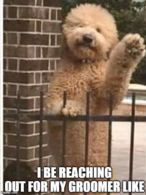 I BE REACHING OUT FOR MY GROOMER LIKE | image tagged in doodle | made w/ Imgflip meme maker