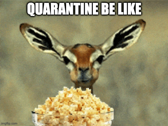 QUARANTINE BE LIKE | image tagged in quarantine be like,pop cprn eating deer | made w/ Imgflip meme maker