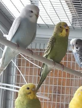 High Quality Happy budgie Blank Meme Template