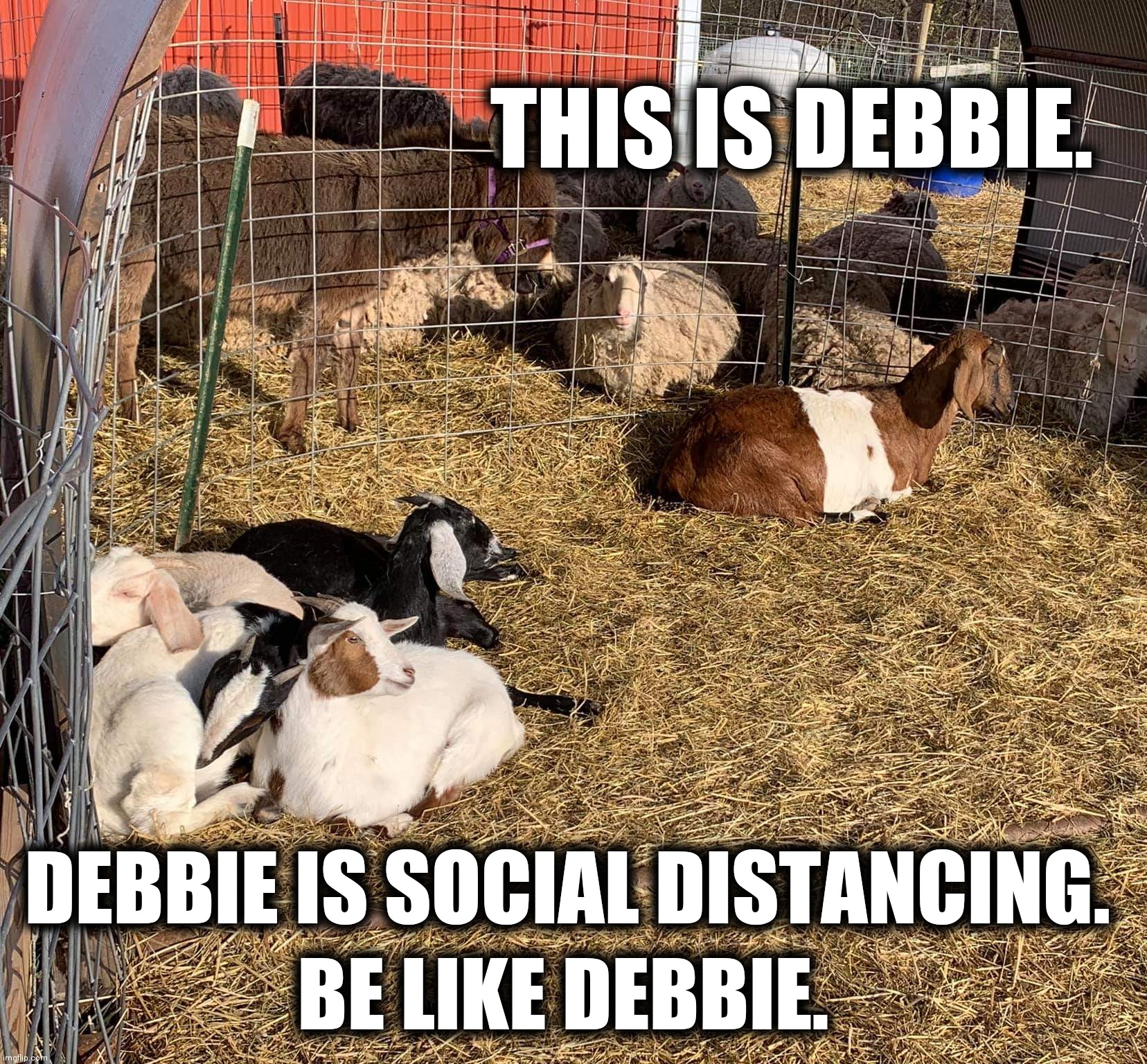 Social distancing | THIS IS DEBBIE. DEBBIE IS SOCIAL DISTANCING. BE LIKE DEBBIE. | image tagged in social distancing,debbie,goat,goats,funny,memes | made w/ Imgflip meme maker