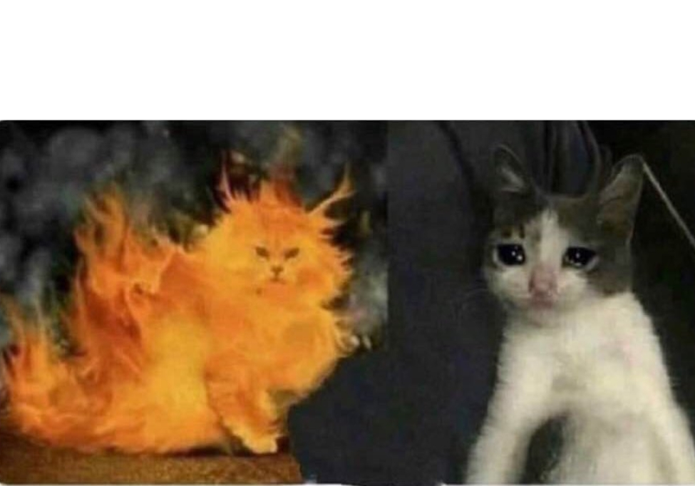 High Quality Cat Blank Meme Template
