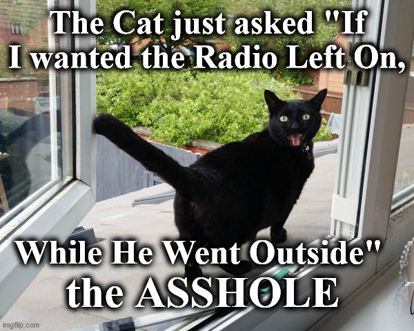 cat | The Cat just asked "If I wanted the Radio Left On, While He Went Outside"; the ASSHOLE | image tagged in cat | made w/ Imgflip meme maker