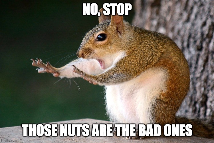 Squirrel no | NO, STOP; THOSE NUTS ARE THE BAD ONES | image tagged in squirrel no | made w/ Imgflip meme maker