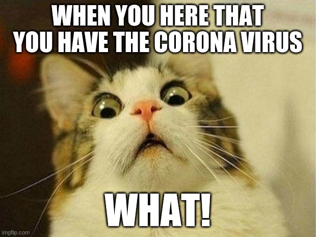 Scared Cat Meme | WHEN YOU HERE THAT YOU HAVE THE CORONA VIRUS; WHAT! | image tagged in memes,scared cat | made w/ Imgflip meme maker