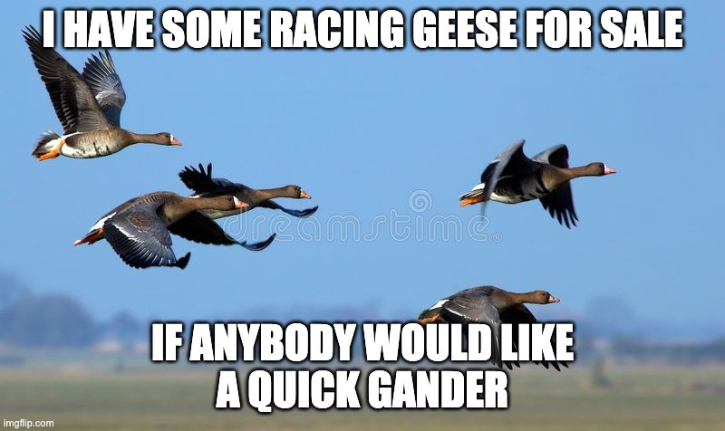 racing geese joke | I HAVE SOME RACING GEESE FOR SALE; IF ANYBODY WOULD LIKE
A QUICK GANDER | image tagged in racing,geese,quick,gander | made w/ Imgflip meme maker