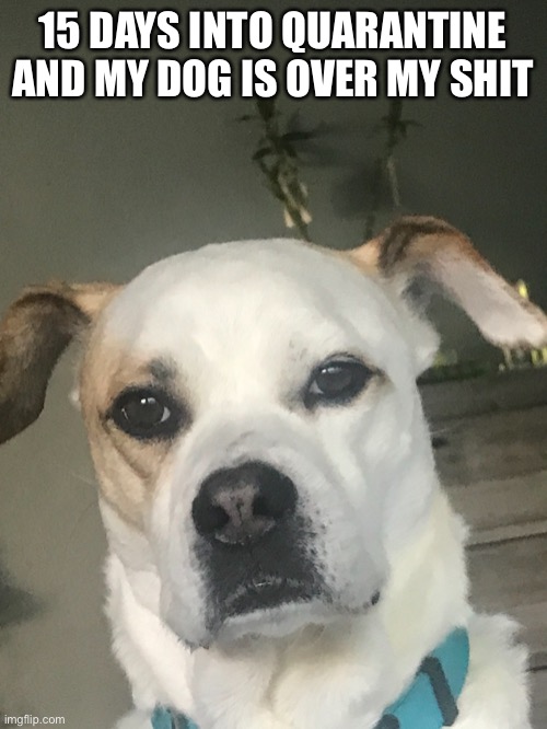 Quarantine | 15 DAYS INTO QUARANTINE AND MY DOG IS OVER MY SHIT | image tagged in dogs,quarantine,over it,covid-19,coronavirus | made w/ Imgflip meme maker