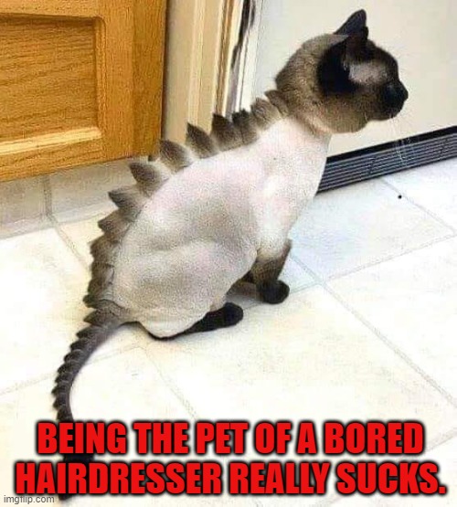 I Call This Haircut "The Quarantine" | BEING THE PET OF A BORED HAIRDRESSER REALLY SUCKS. | image tagged in cat,bored,hairdresser,funky,haircut | made w/ Imgflip meme maker