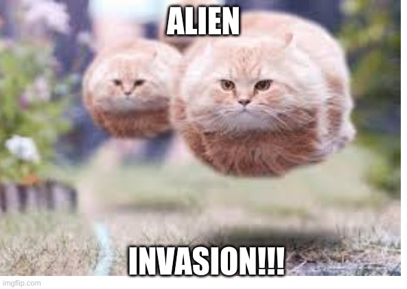 ALIEN; INVASION!!! | image tagged in funny cat | made w/ Imgflip meme maker