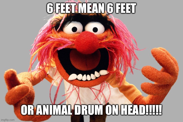 animal muppets | 6 FEET MEAN 6 FEET; OR ANIMAL DRUM ON HEAD!!!!! | image tagged in animal muppets | made w/ Imgflip meme maker