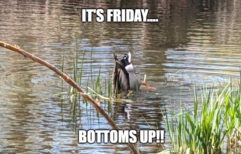 IT'S FRIDAY.... BOTTOMS UP!! | image tagged in friday,5 o'clock somewhere,bottoms up,drinking time | made w/ Imgflip meme maker